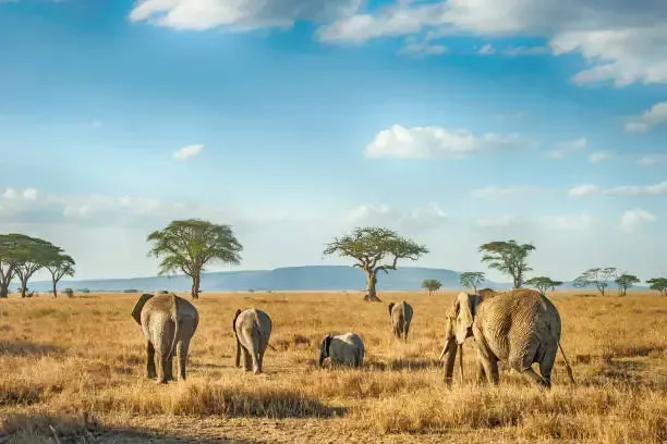 Elephants crossing Serengeti Tanzania grasslands