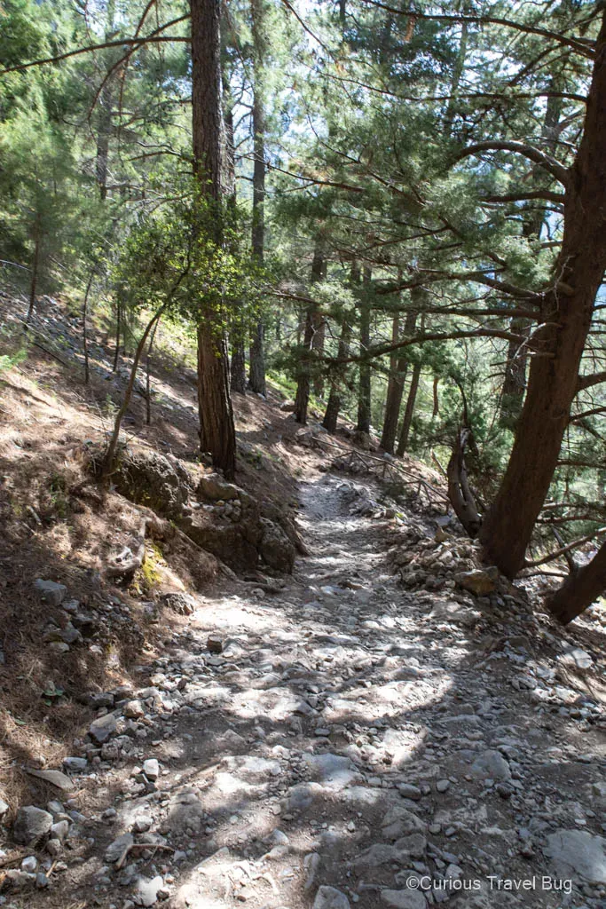 Forest hiking trail through Samaria Gorge with pine trees and wooden railings