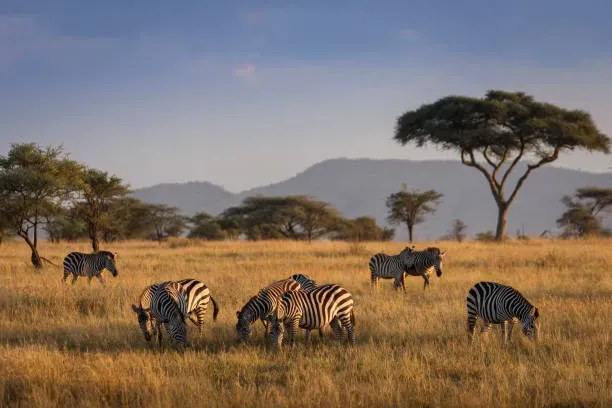 Zebras grazing at sunrise on Serengeti Tanzania grasslands