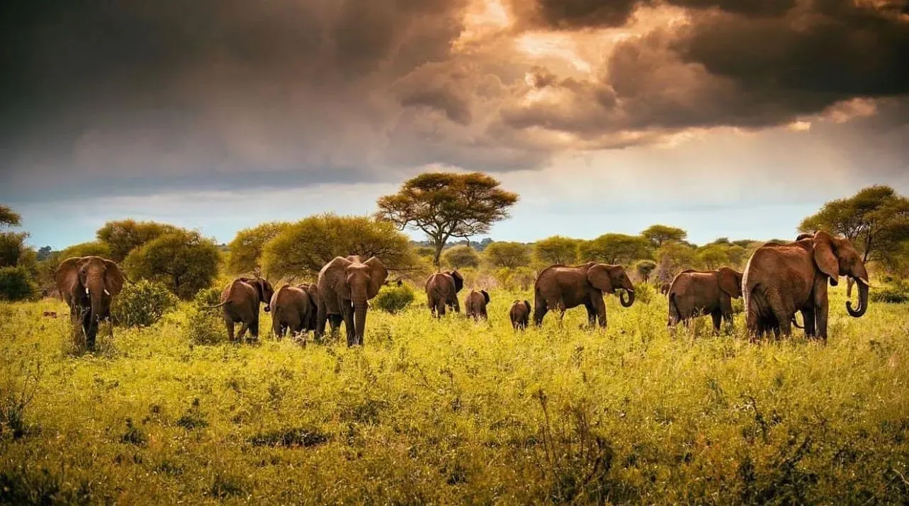Herd of elephants walking across grassy plains under dramatic stormy sky