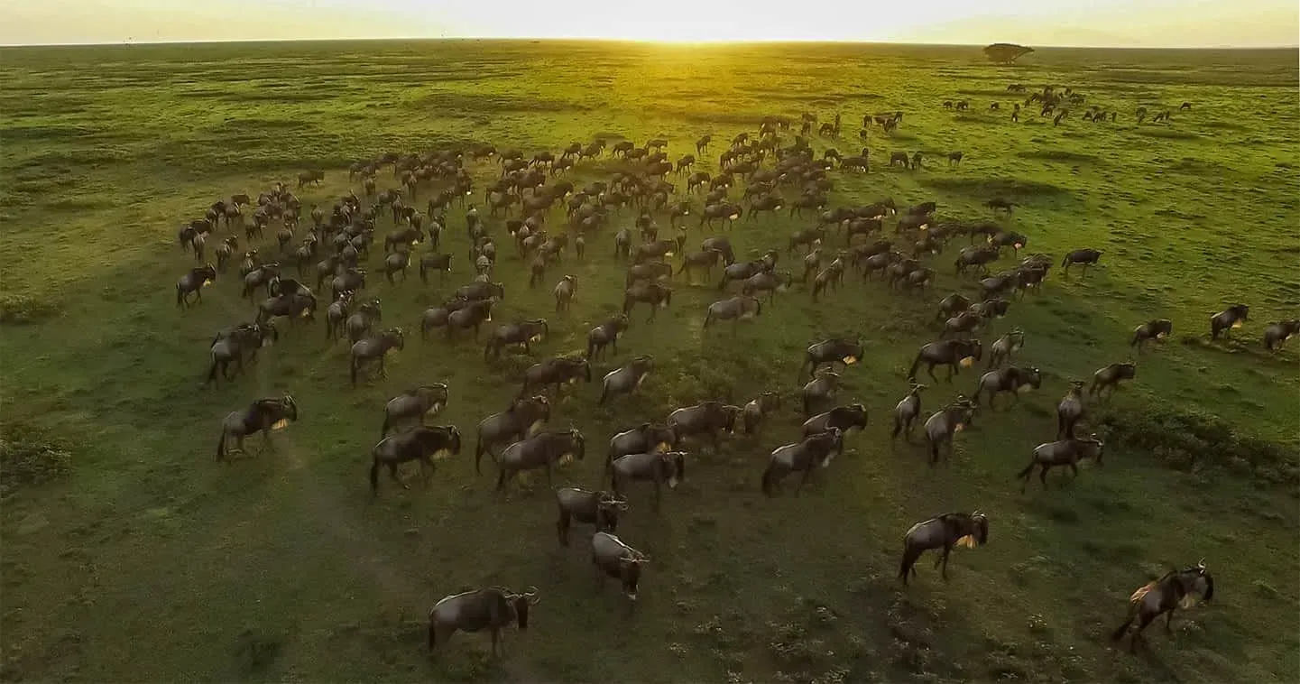 Large herd of wildebeest migrating across the Serengeti savanna during golden hour
