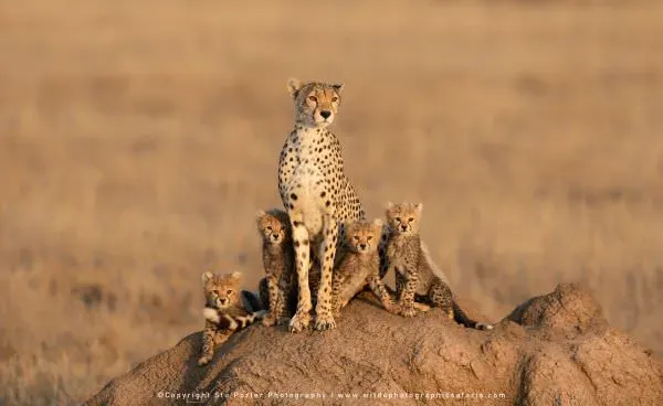 Mother cheetah with four cubs standing atop a mound in the Serengeti