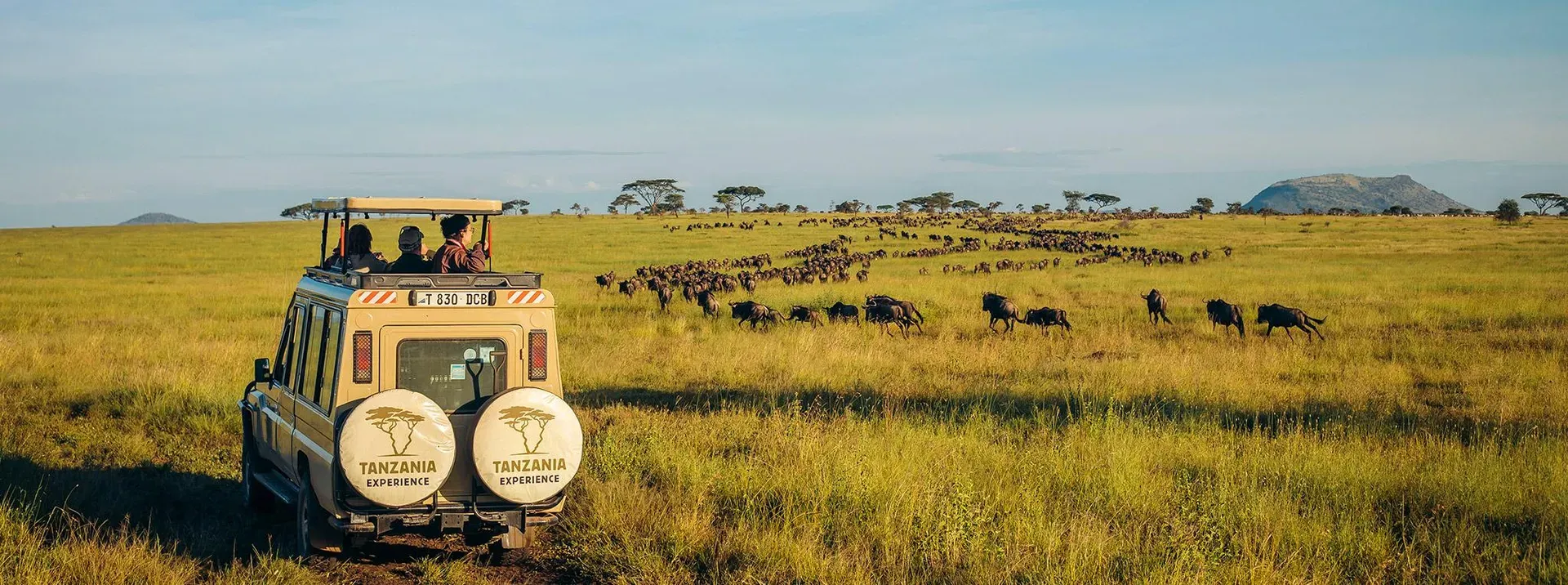 Safari vehicle with tourists observing vast wildebeest herds