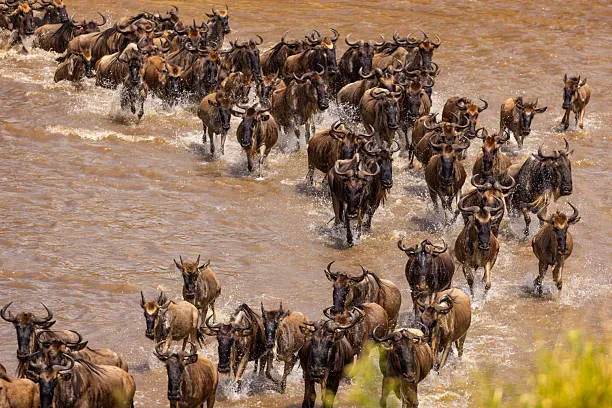 Wildebeest crossing Mara River in Serengeti Tanzania