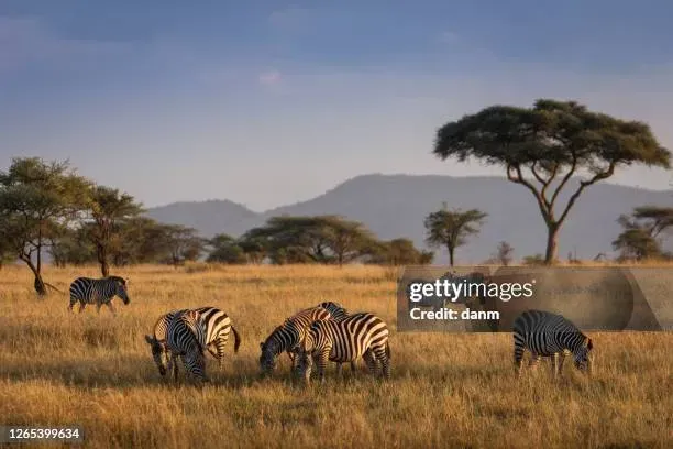 Zebras grazing on the African savanna during a colorful sunrise safari