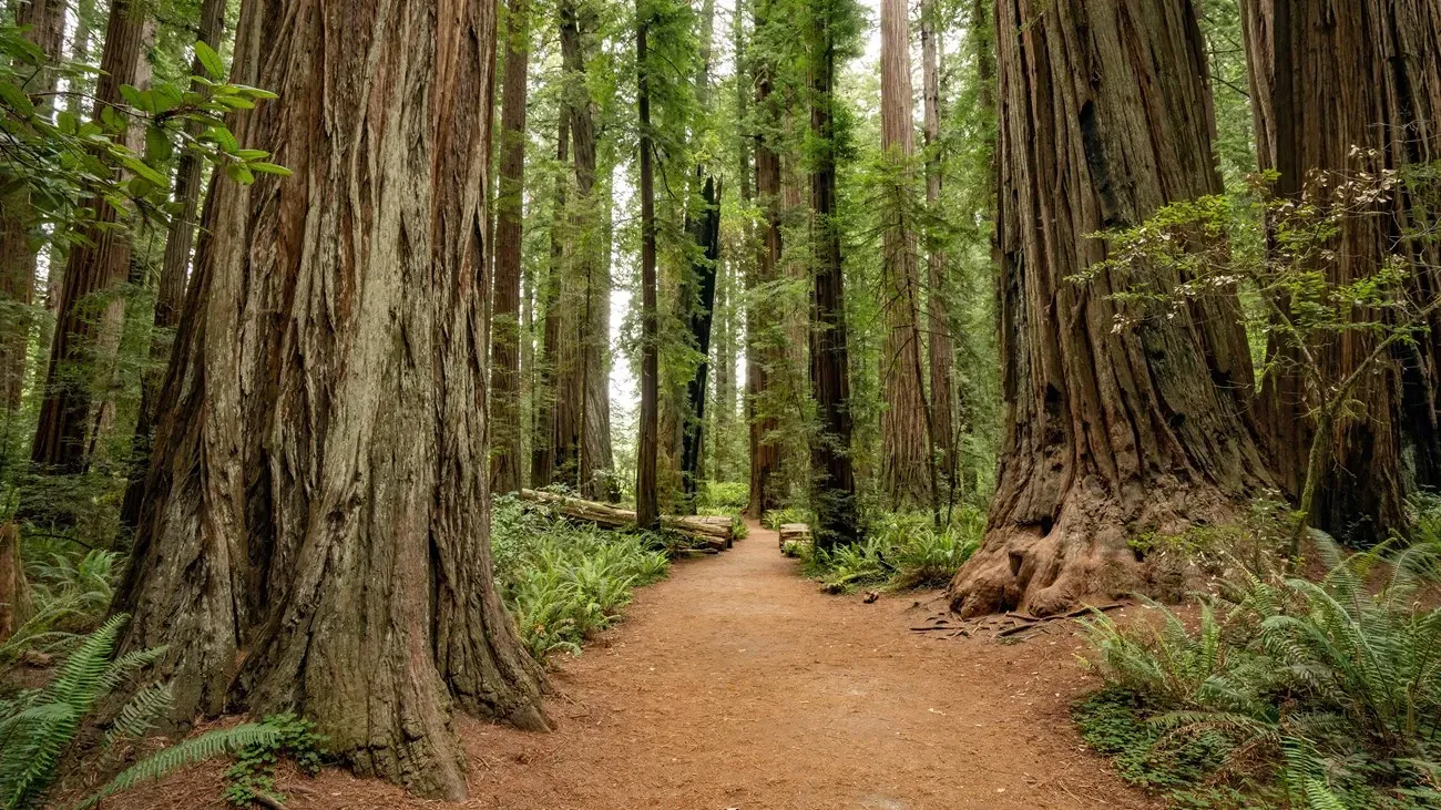 Dirt trail winding through dense redwood forest with ferns covering ground