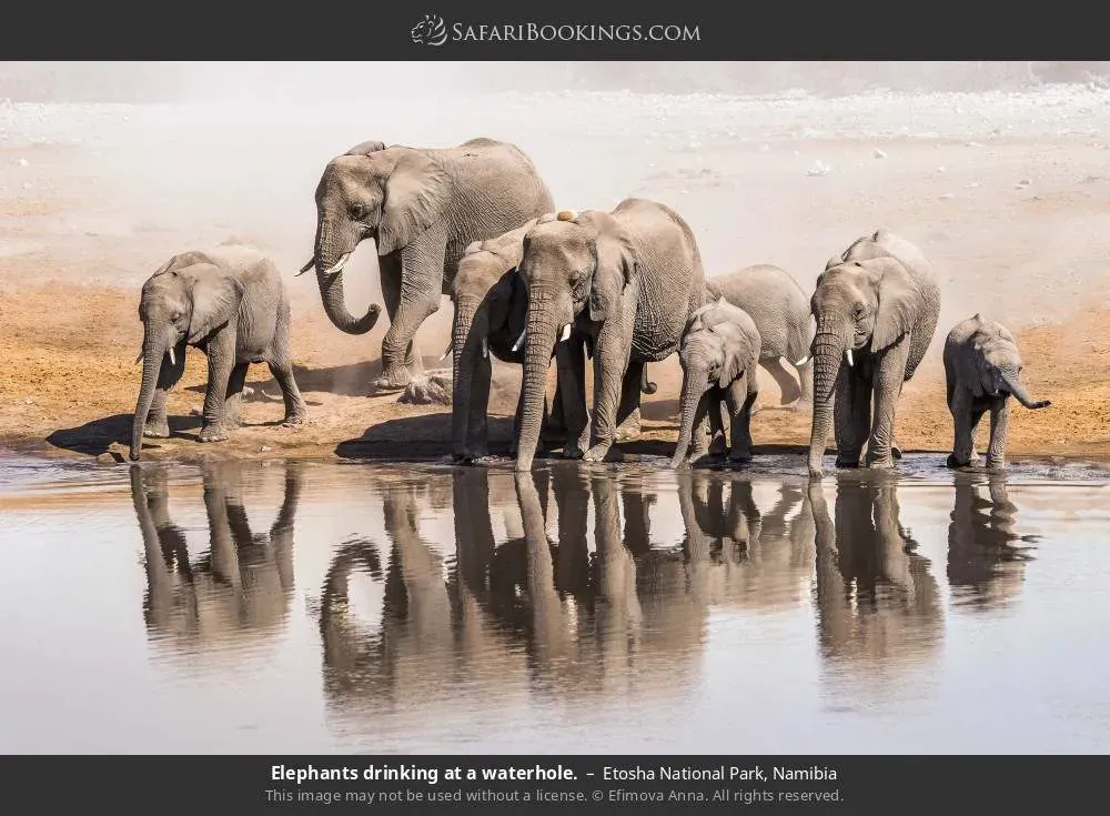 Herd of elephants at waterhole in Etosha National Park Namibia