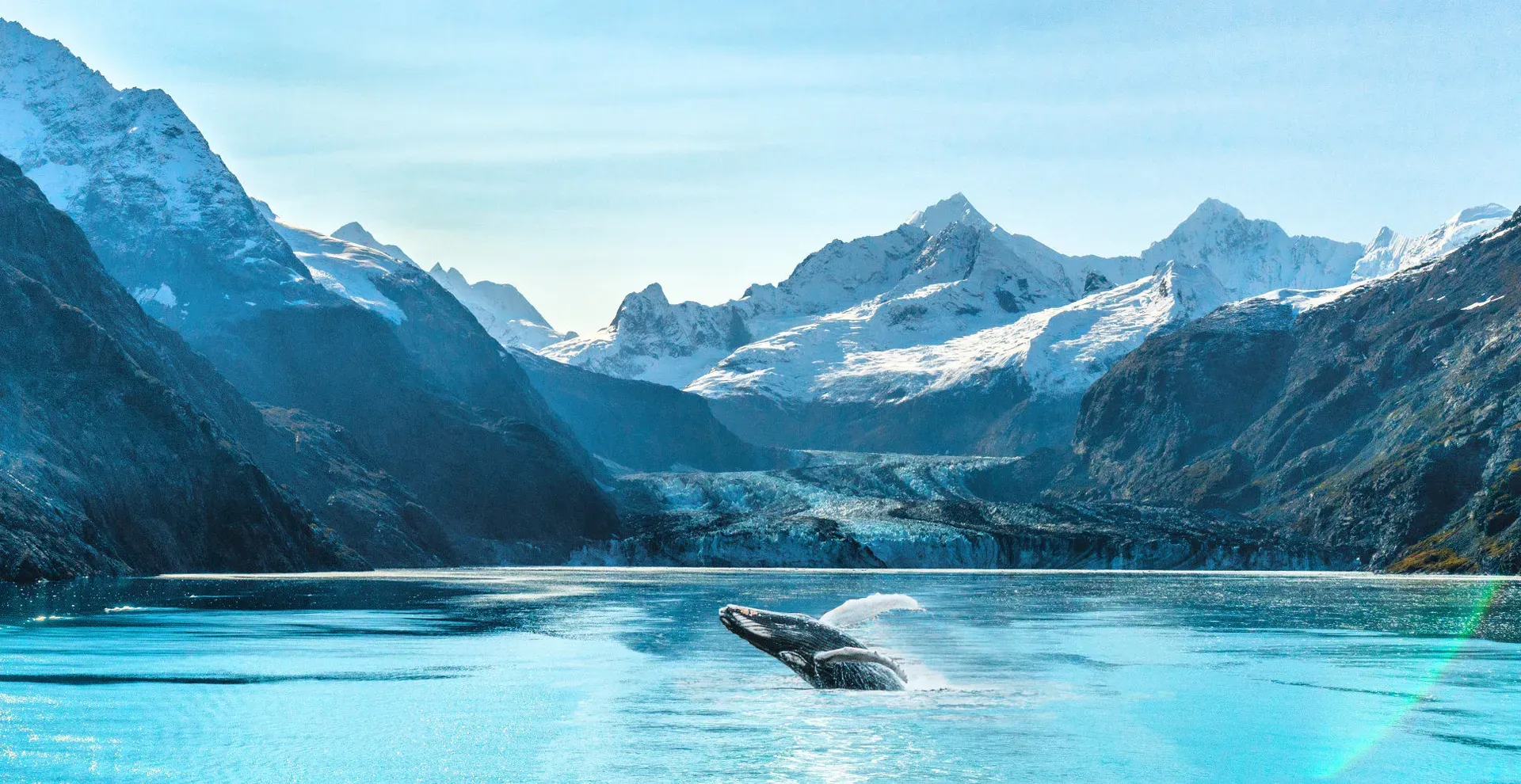 Humpback whale breaching in Glacier Bay with snow-capped mountains