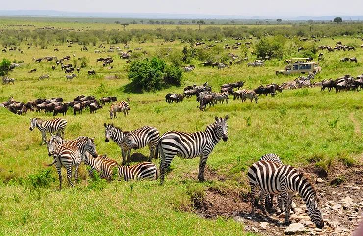 Zebras and wildebeests grazing near a waterhole