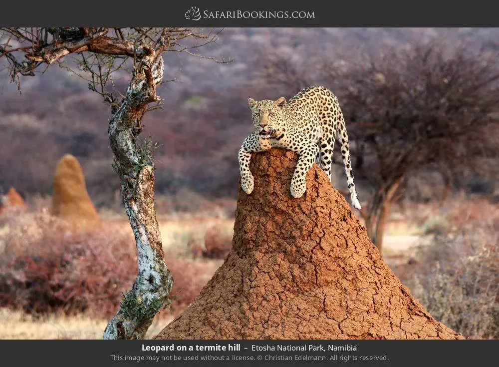 Leopard resting on termite hill in Etosha National Park Namibia