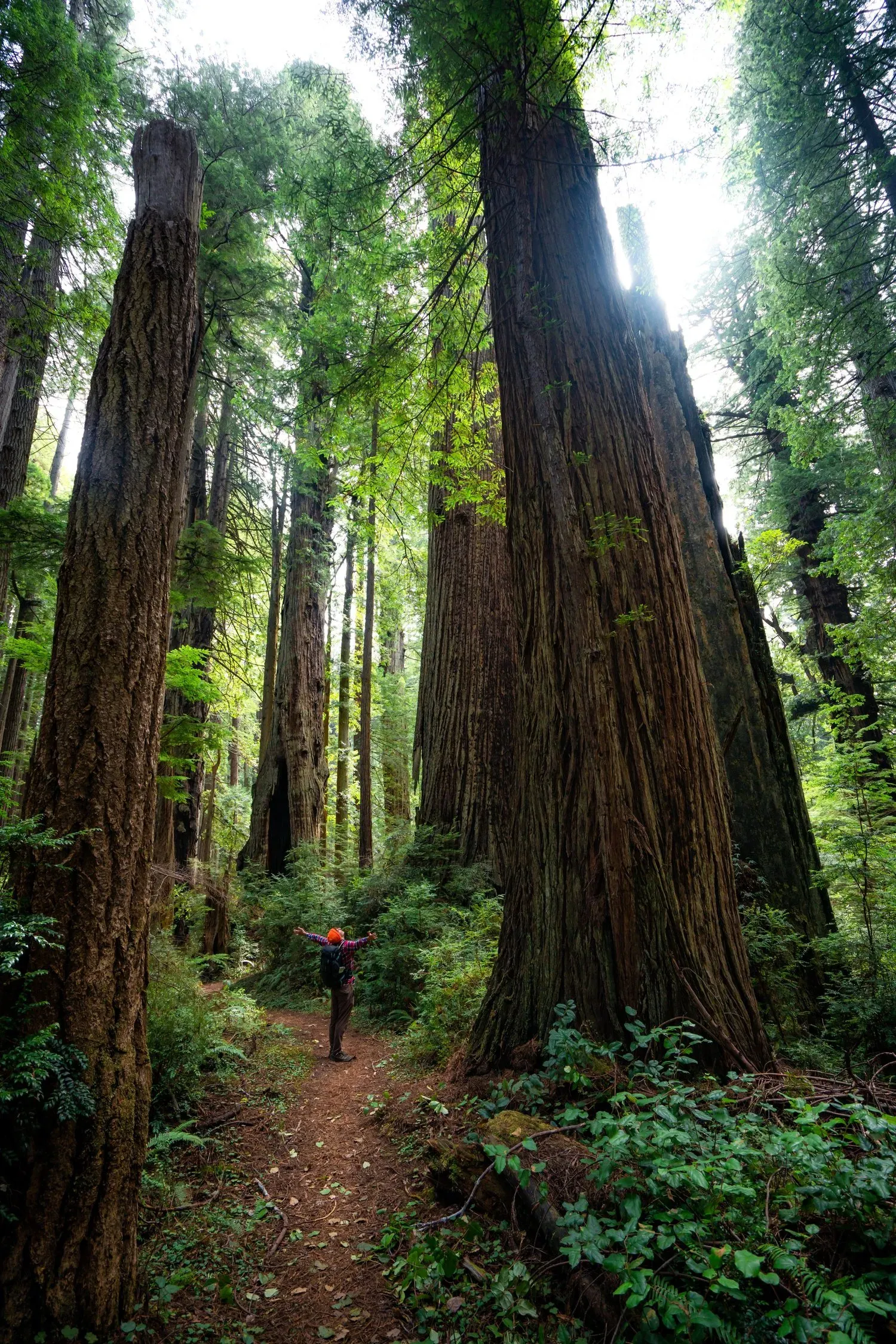 Person standing on forest trail beside massive redwood trunk showing immense scale