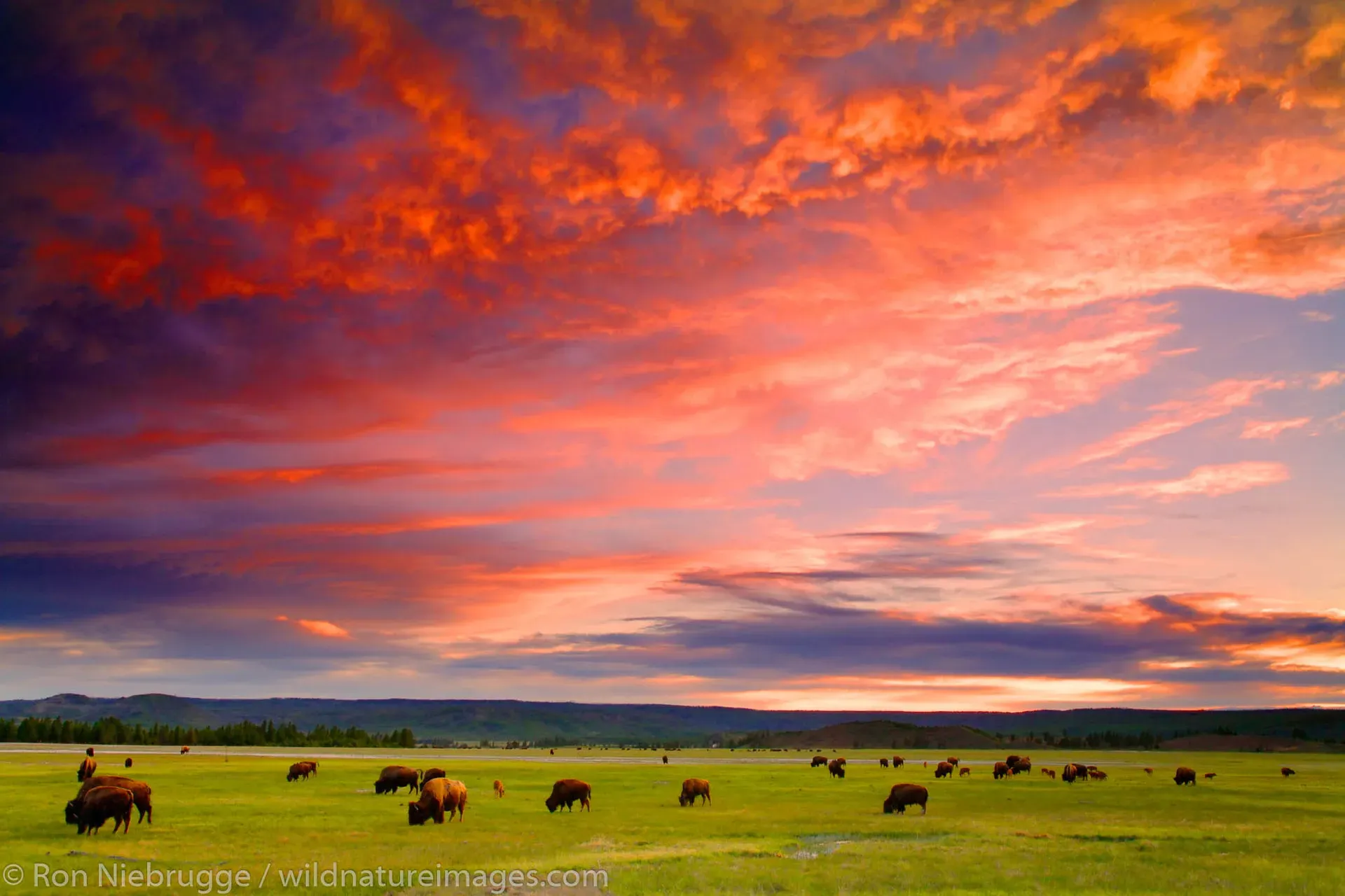 American bison standing in a geothermal meadow with steam vents