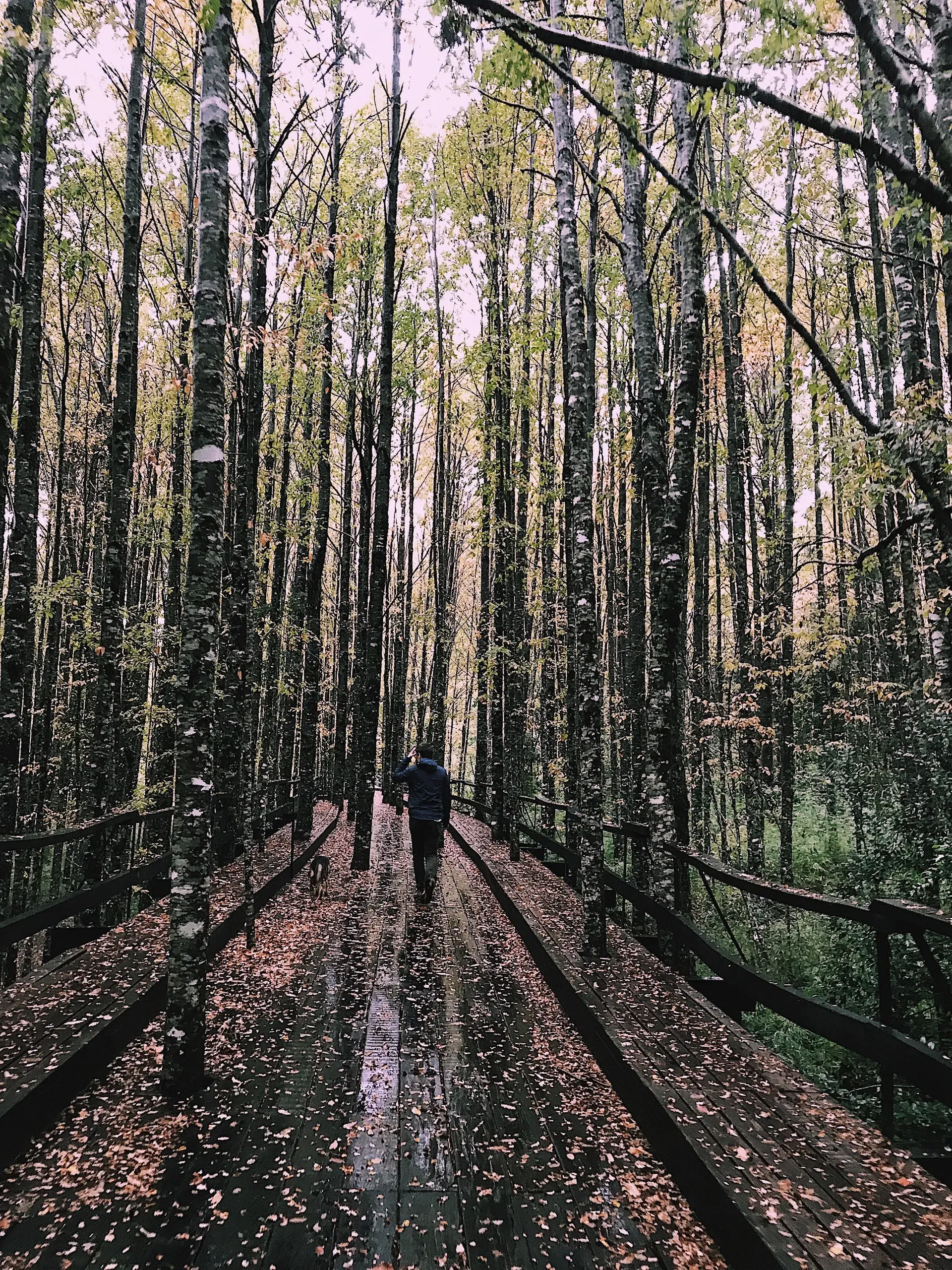 Hand-carved wooden hanging bridge in mossy forest