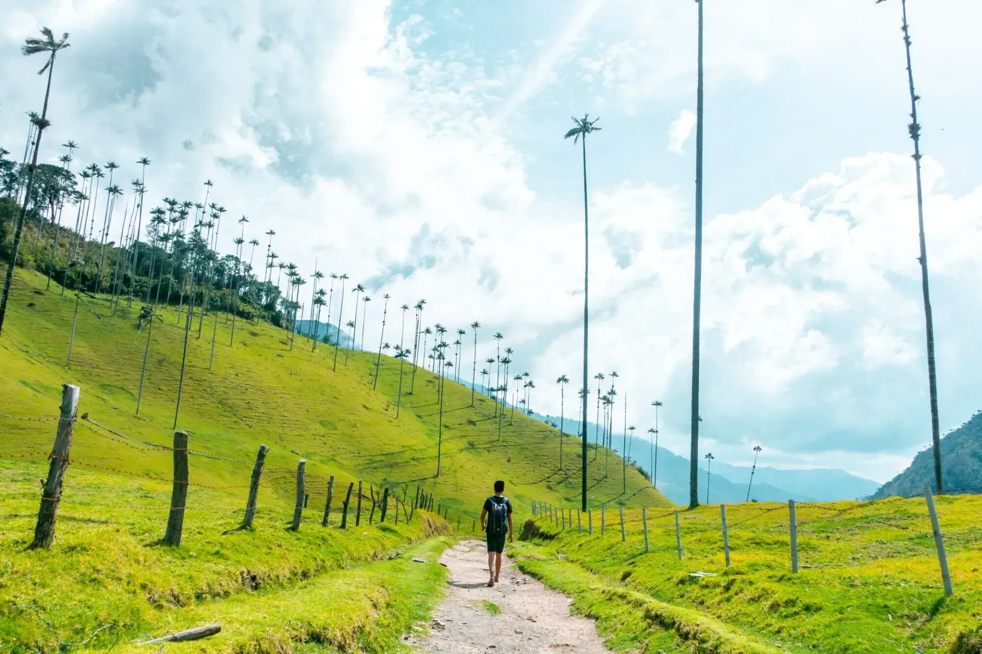 Hiker walking on a dirt path through Valle de Cocora surrounded by towering wax palm trees