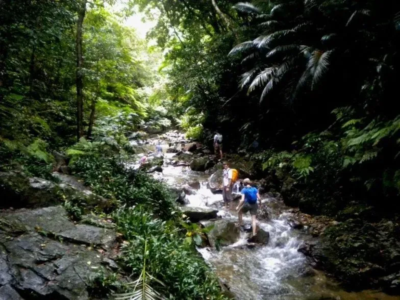 Hikers wading through rocky stream surrounded by dense subtropical forest on the trail to Taataki Waterfall Japan