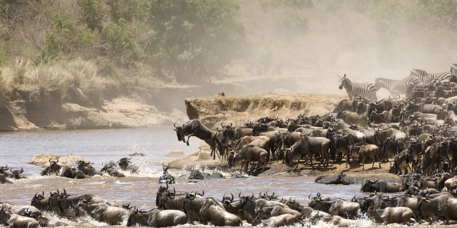 Wildebeest and zebras crossing a river during the Great Migration