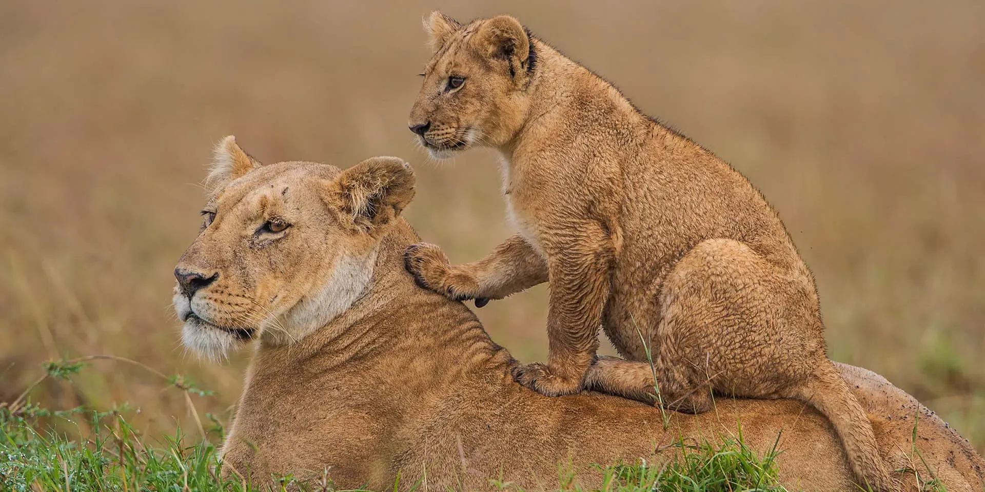 Lioness resting with a young cub on her back