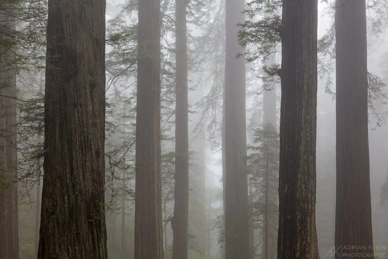 Misty fog rolling through redwood grove creating moody atmosphere