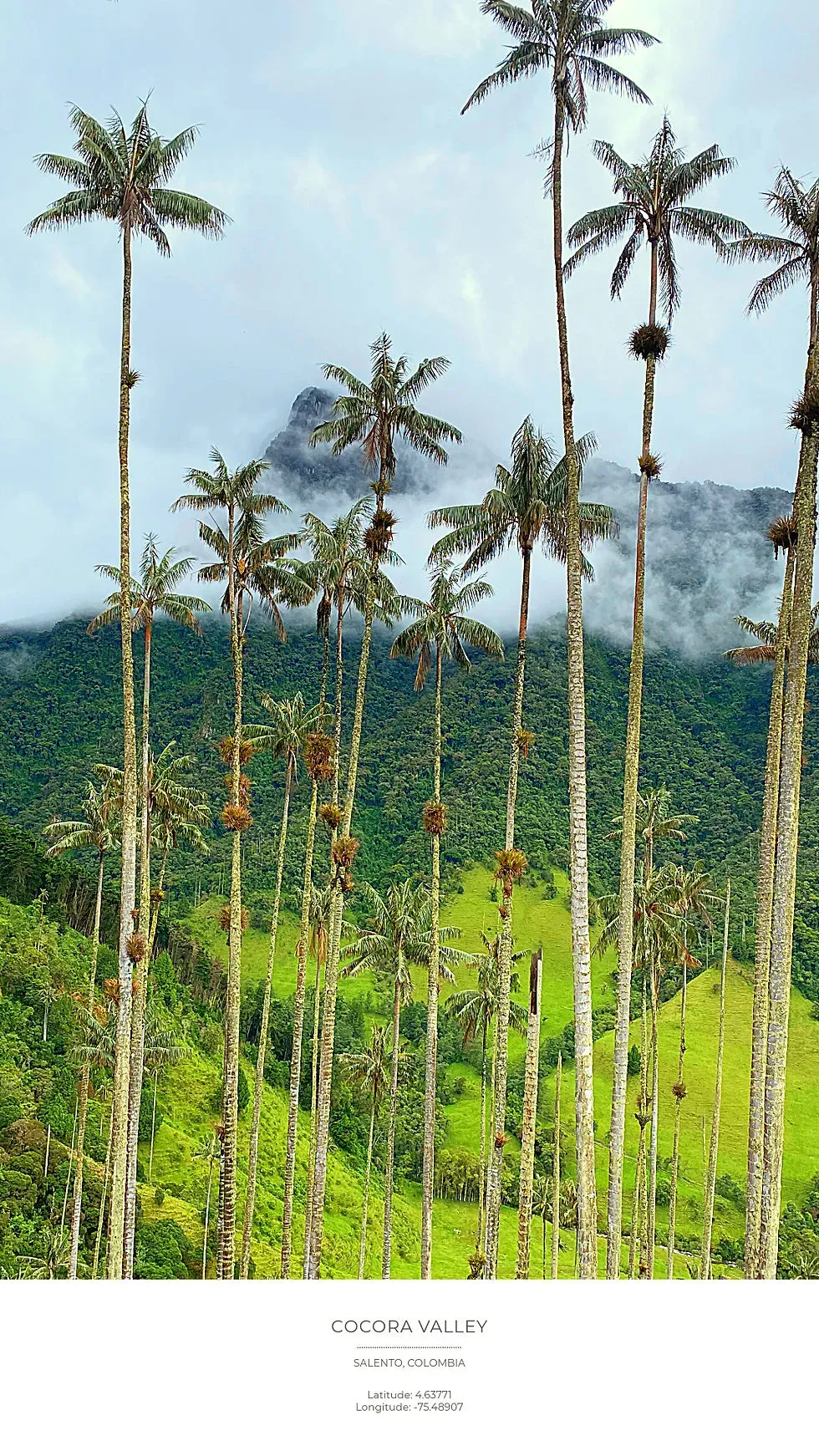 Misty valley with tall wax palms rising from green hills in Valle de Cocora