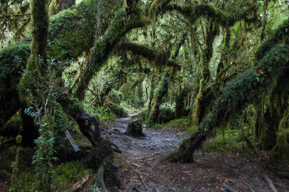 Moss-covered trees in the Bosque Encantado Enchanted Forest