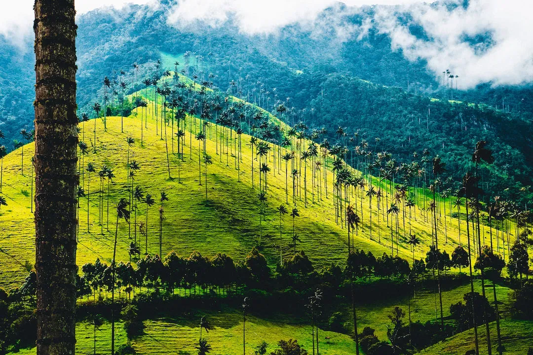 Panoramic view of Cocora Valley with rolling green hills and scattered wax palm trees