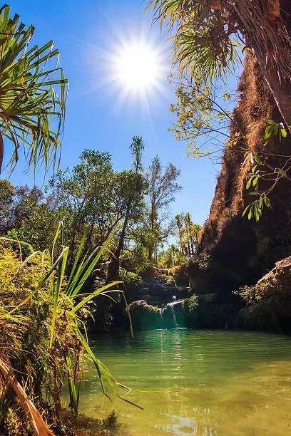 Piscine Naturelle natural swimming pool surrounded by palm trees