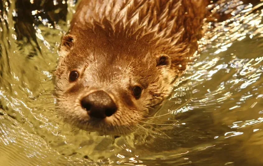 River otter swimming in Otter Falls exhibit