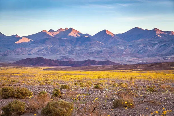 Rare super bloom of golden wildflowers