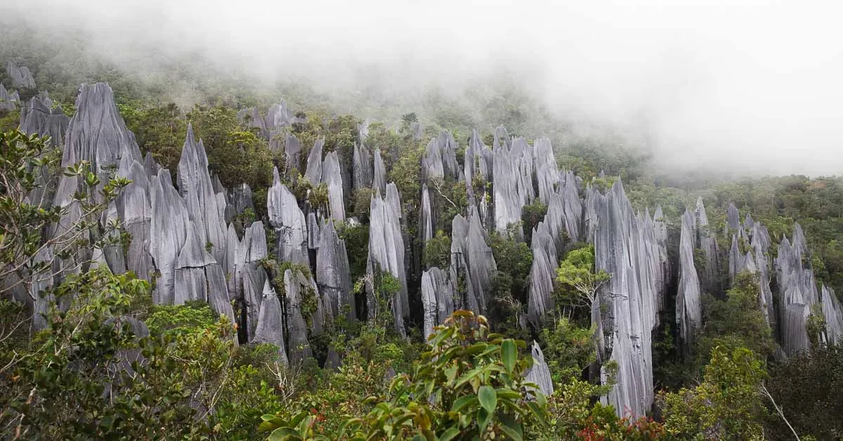 Sharp limestone pinnacles rising from dense jungle canopy