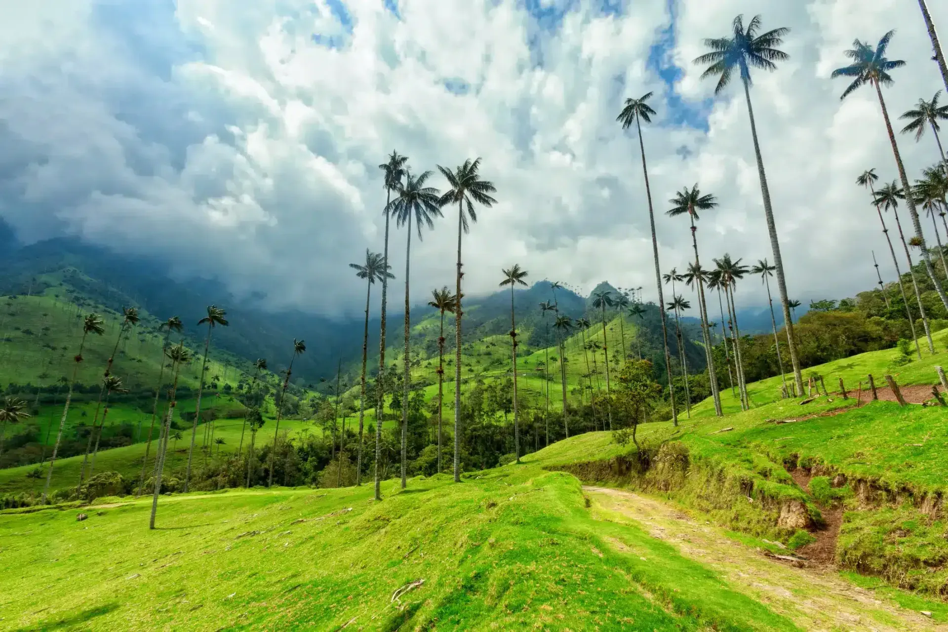 Tall wax palm trees stretching toward a cloudy sky in Valle de Cocora, Colombia