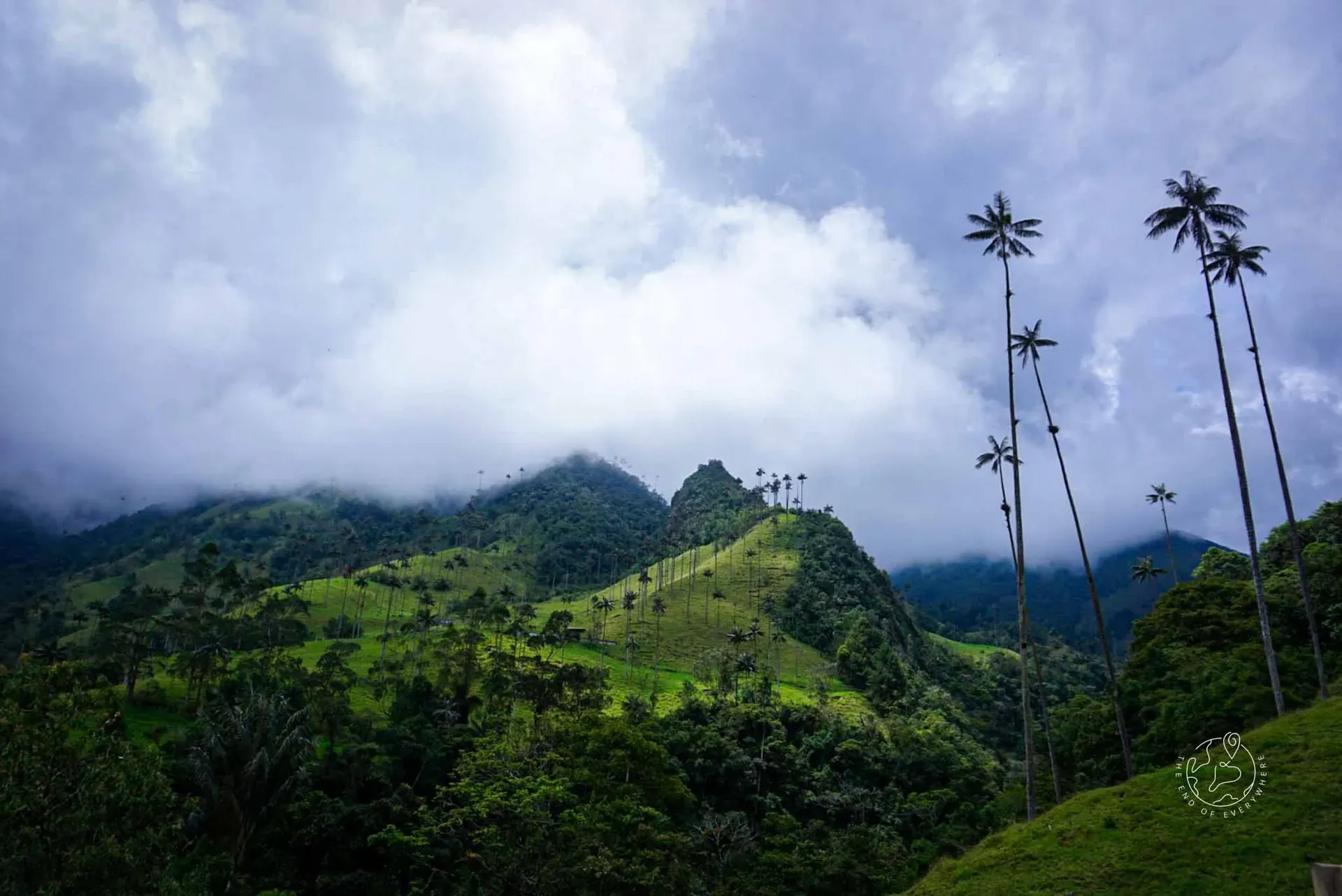 Tall wax palm trees rising above green terraced hills in Valle de Cocora, Colombia