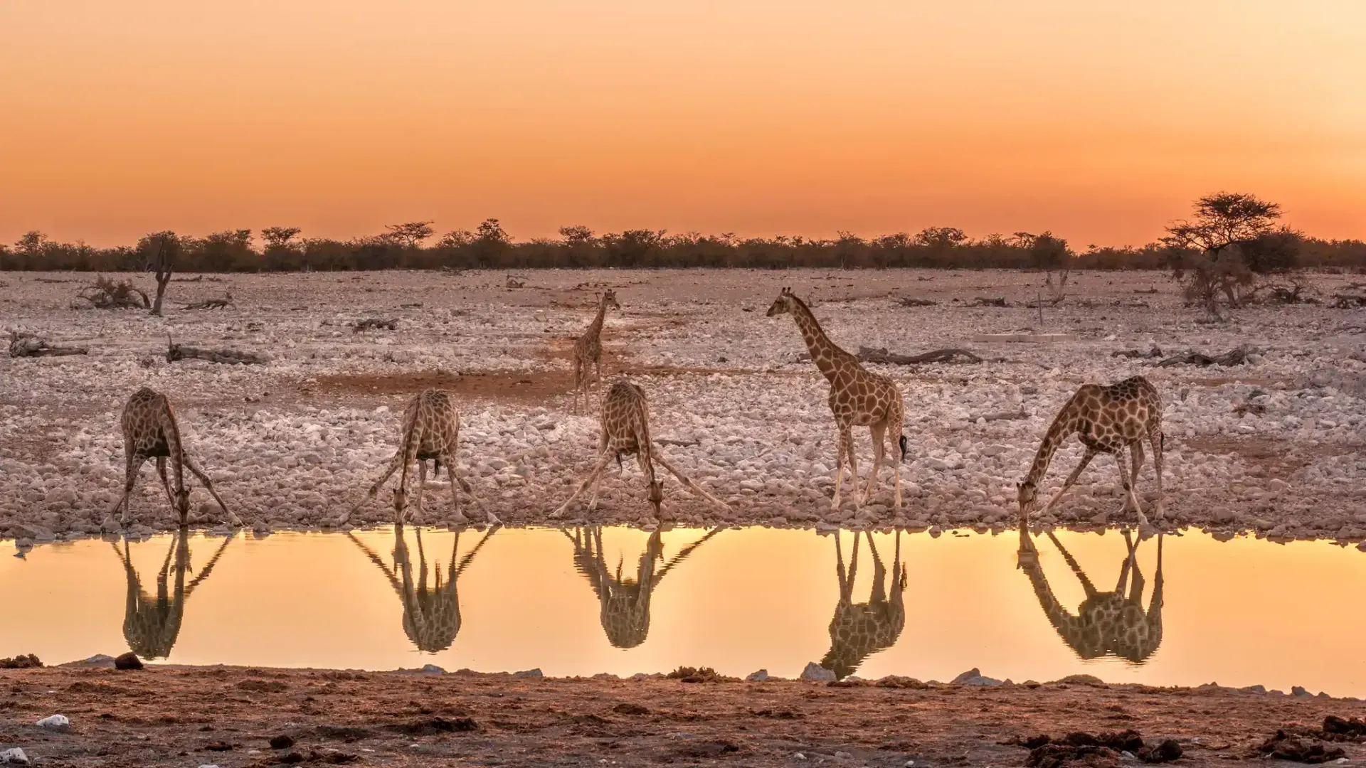 Two giraffes drinking at sunset in Etosha National Park Namibia