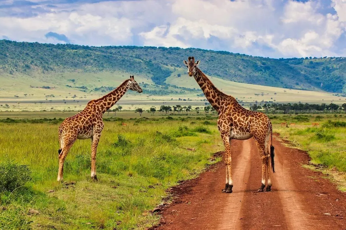 Giraffes on a dirt road in the savannah
