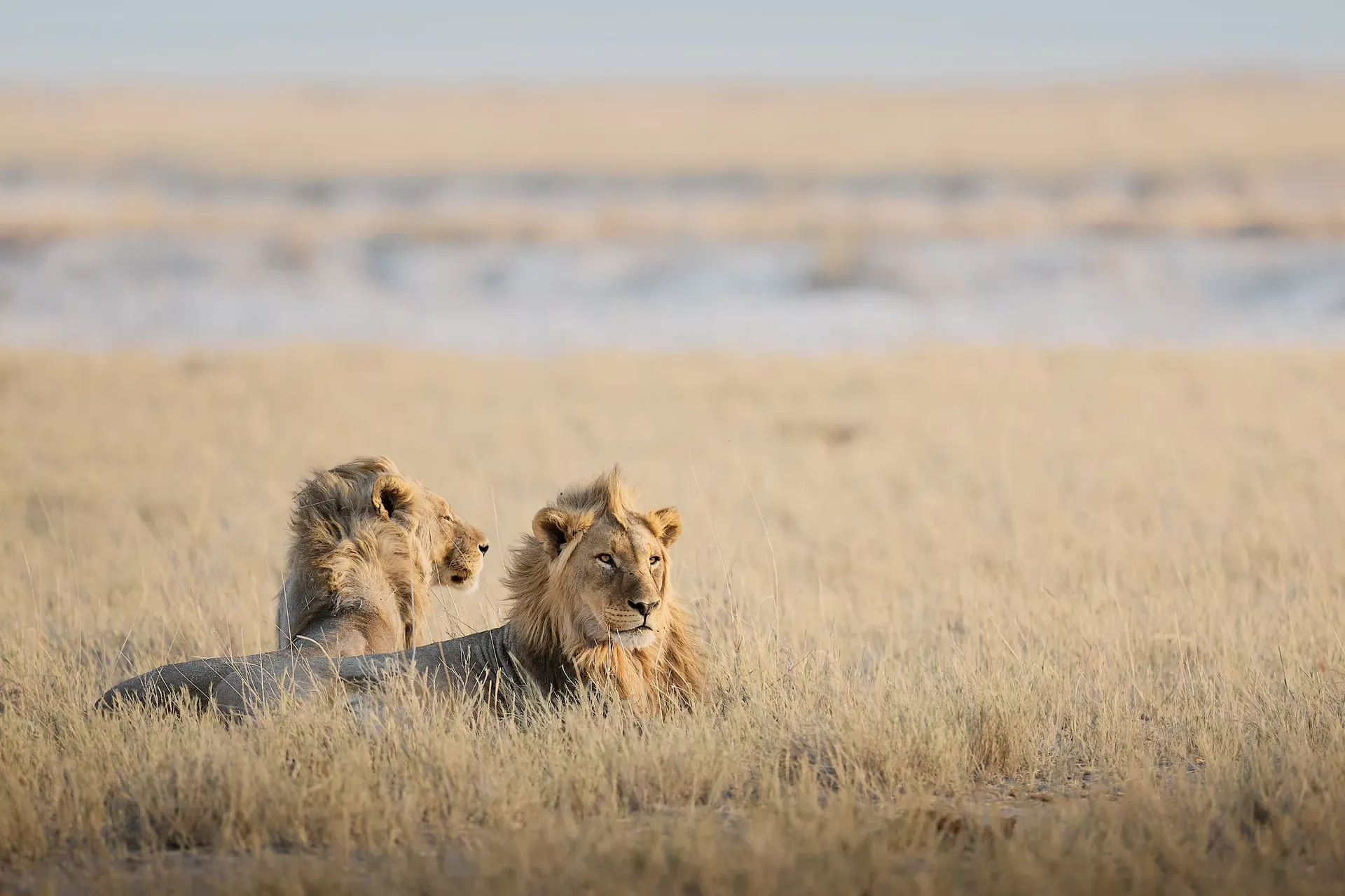 Two male lions at sunrise in Etosha National Park Namibia
