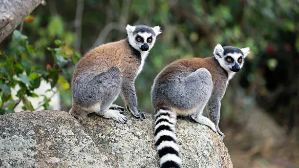 Two ring-tailed lemurs perched on sandstone rock in Isalo