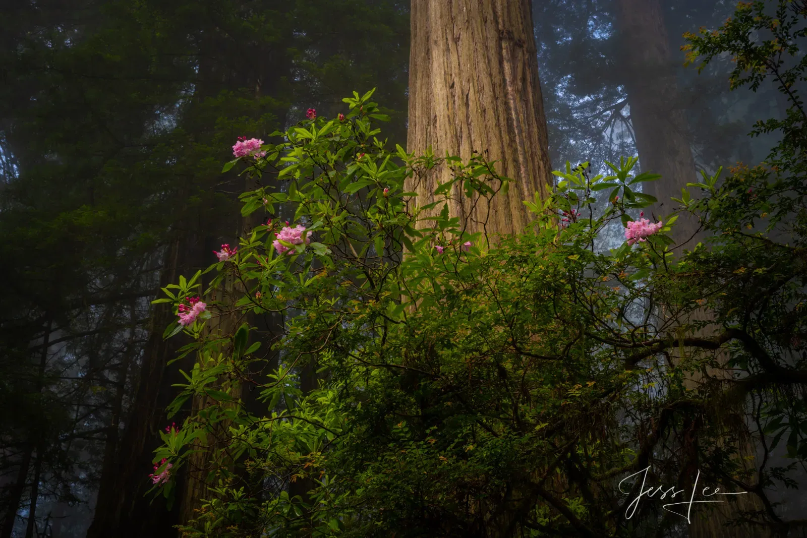 Pink rhododendron flowers blooming in front of massive redwood trees