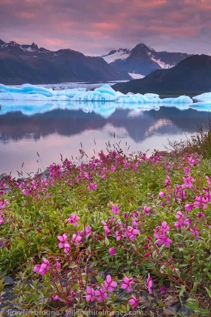 Wildflowers with Bear Glacier in Kenai Fjords Alaska