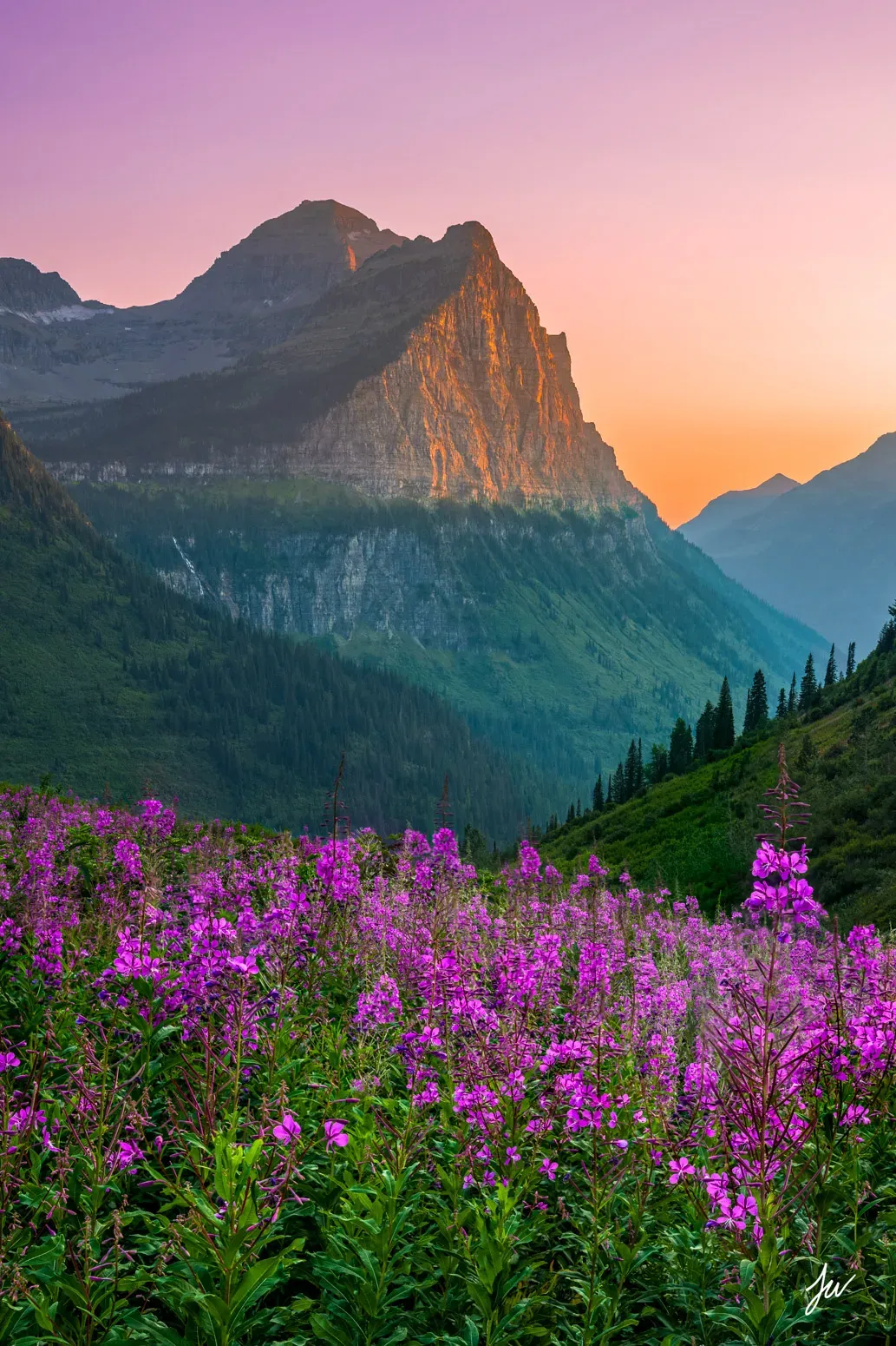 Vibrant purple wildflowers along Going-to-the-Sun Road with majestic mountains at sunset