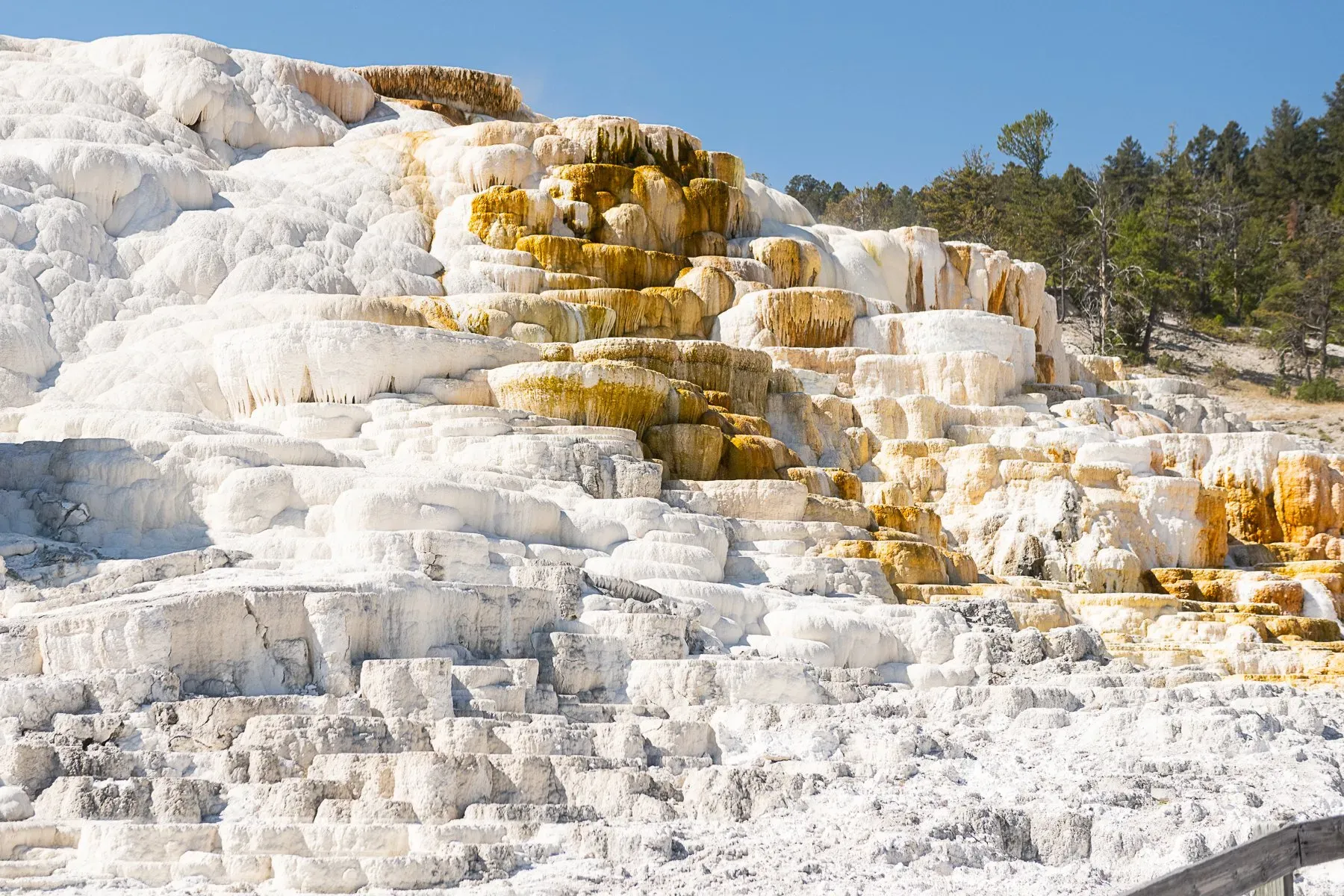 White and yellow travertine terraces of Mammoth Hot Springs