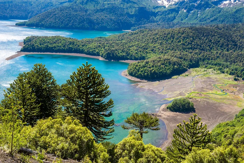 Ancient araucaria monkey puzzle trees in dense forest within Conguillío National Park Chile