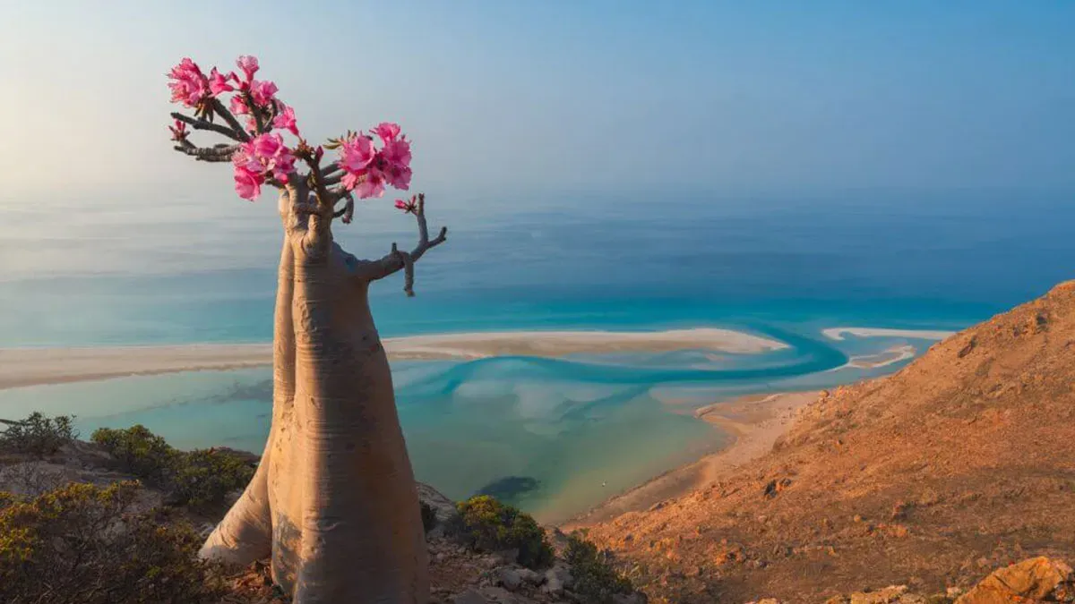 Bottle tree with pink flowers against turquoise lagoon on Socotra Island Yemen
