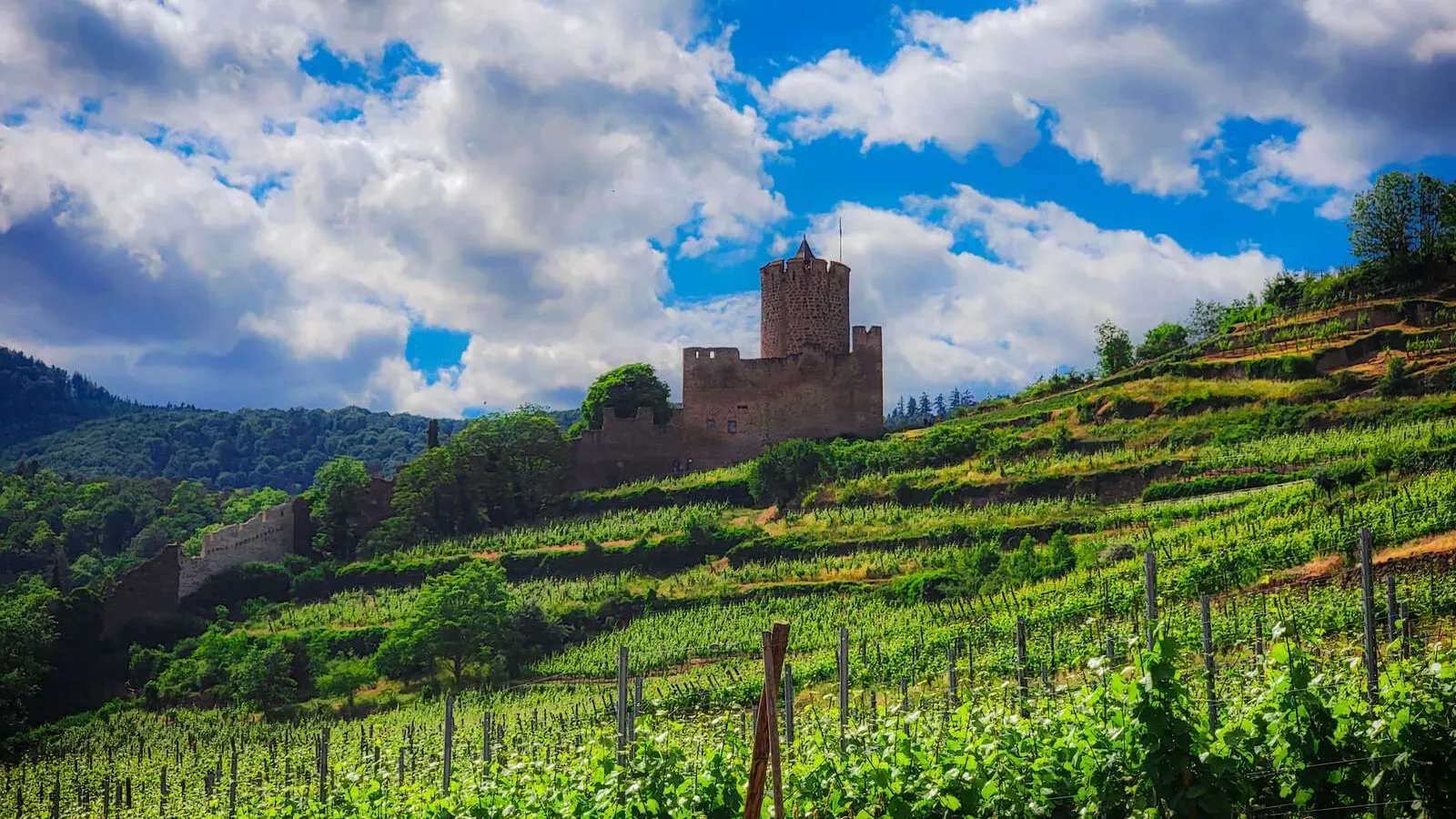 Kaysersberg Castle ruins in France surrounded by terraced Alsatian vineyards under a partly cloudy sky