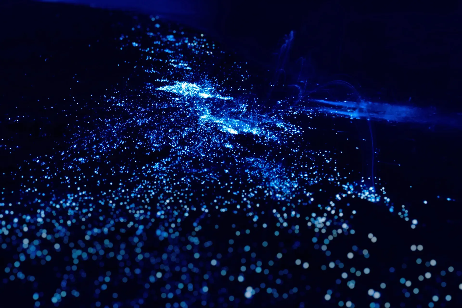 Close-up of bright blue bioluminescent dinoflagellates glowing in dark waters