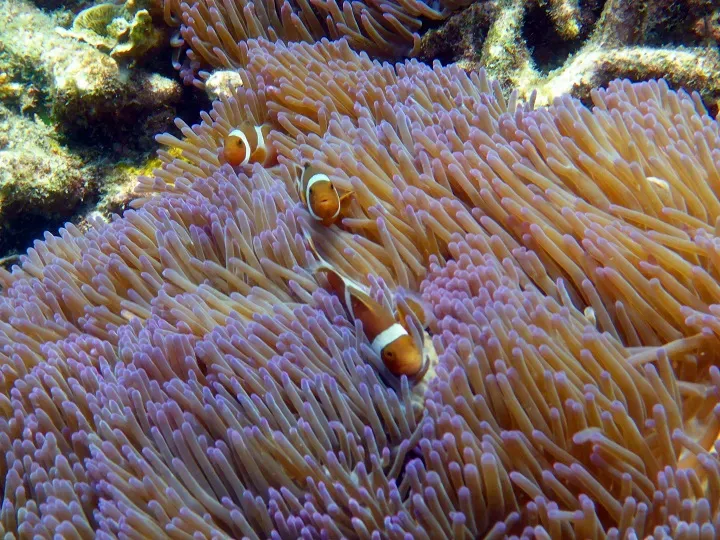 Clownfish swimming among purple-tipped sea anemones on a coral reef at Pulau Payar Marine Park Langkawi