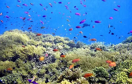Colorful coral reef ecosystem with soft corals and tropical reef fish in Bunaken National Park Indonesia clear waters