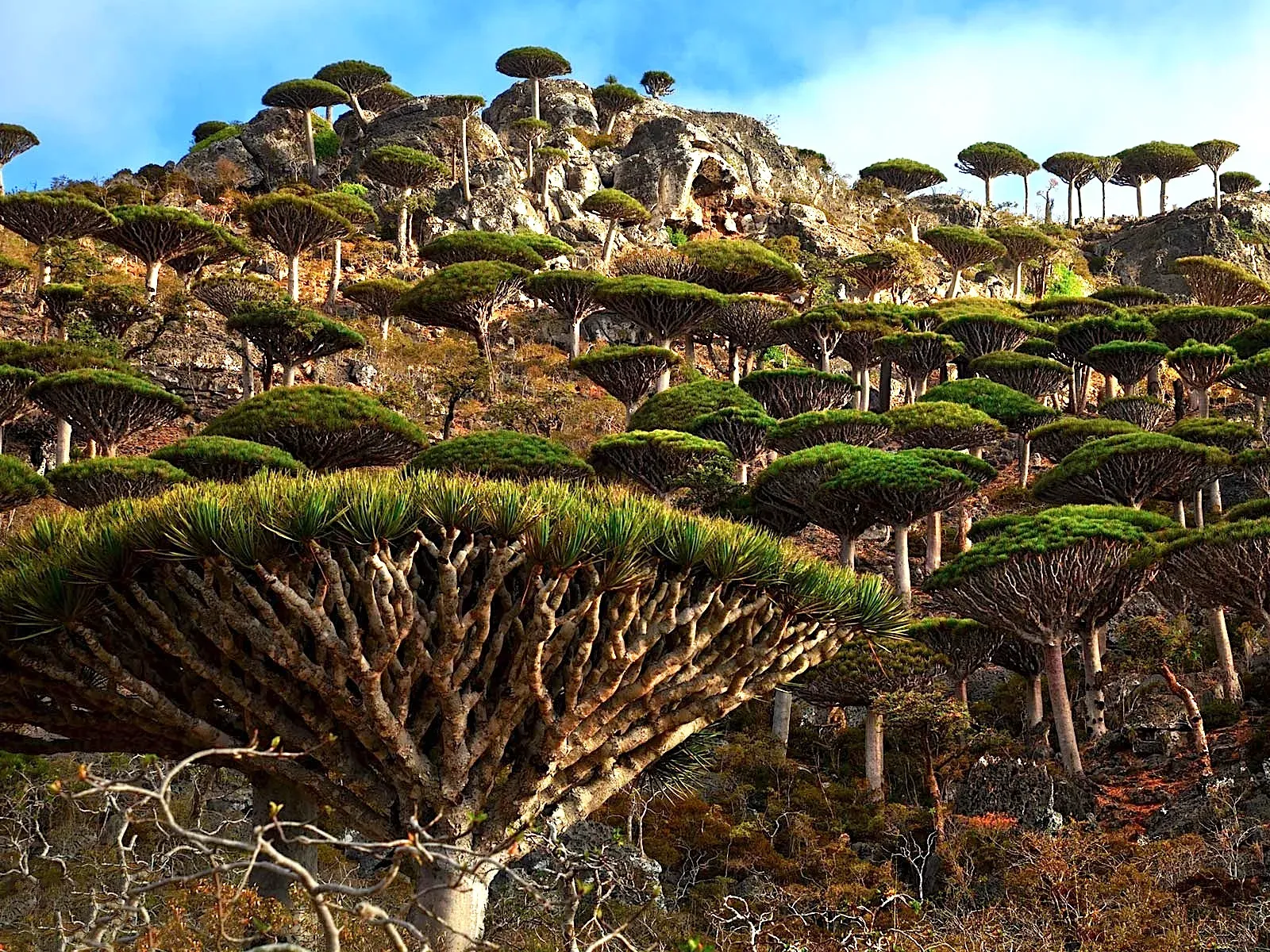 Dense forest of dragon's blood trees on rocky hillside in Socotra Island Yemen