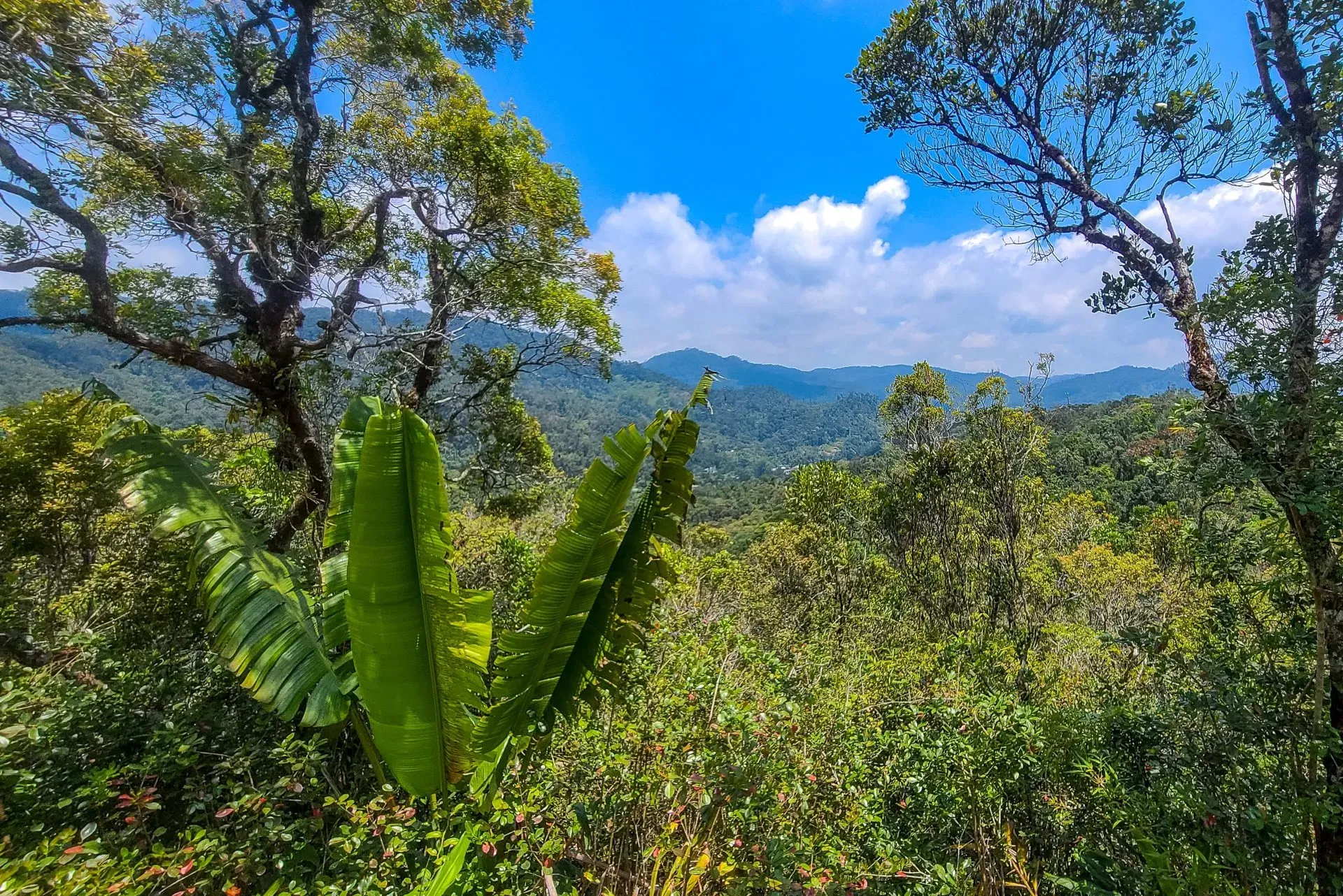 Dense tropical rainforest with tall trees and distant mountains under a bright blue sky in Ranomafana National Park Madagascar