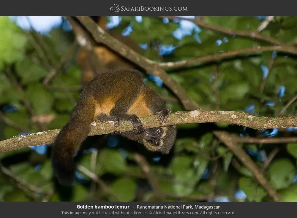 Golden bamboo lemur perched on bamboo branches in Ranomafana National Park Madagascar