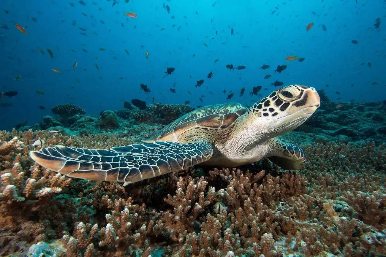 Green sea turtle resting on colorful coral reef surrounded by small fish in Bunaken National Park Indonesia