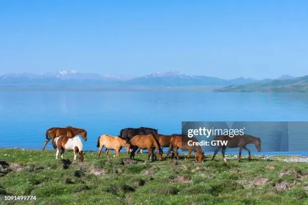 Horses grazing along the shoreline of Song Kol Lake Kyrgyzstan with clear alpine water and snow-dusted peaks